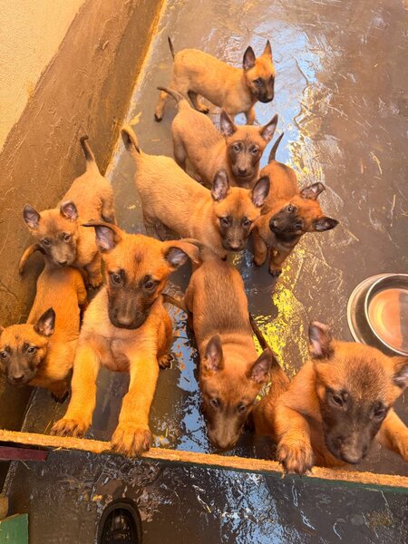 Pui Ciobanesc Belgian Malinois – rasa exceptionala