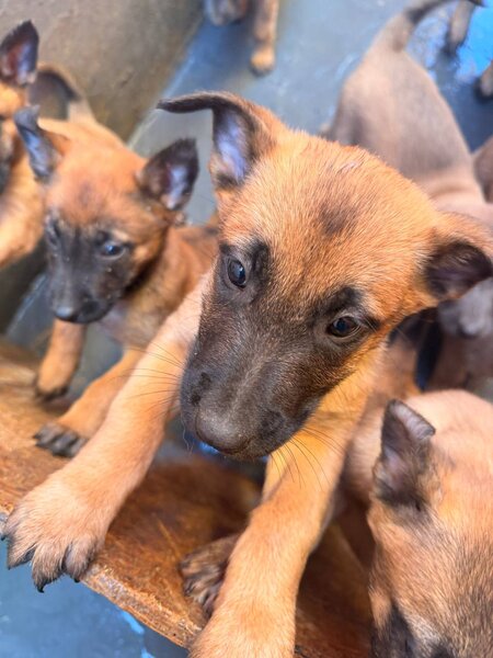 Pui Ciobanesc Belgian Malinois – rasa exceptionala