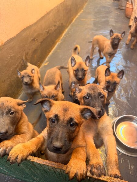 Pui Ciobanesc Belgian Malinois – rasa exceptionala