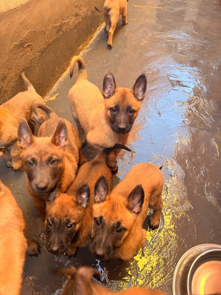 Pui Ciobanesc Belgian Malinois – rasa exceptionala