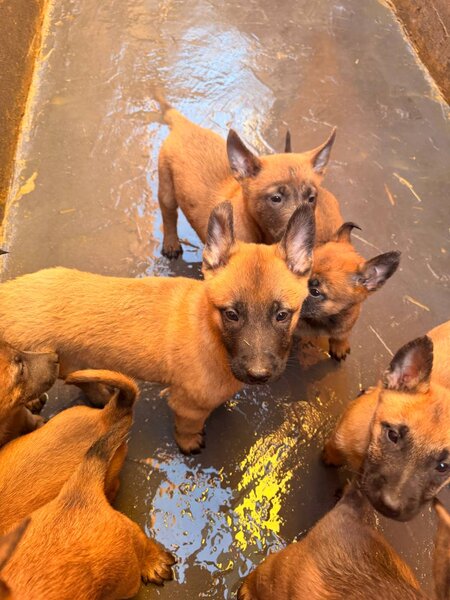 Pui Ciobanesc Belgian Malinois – rasa exceptionala