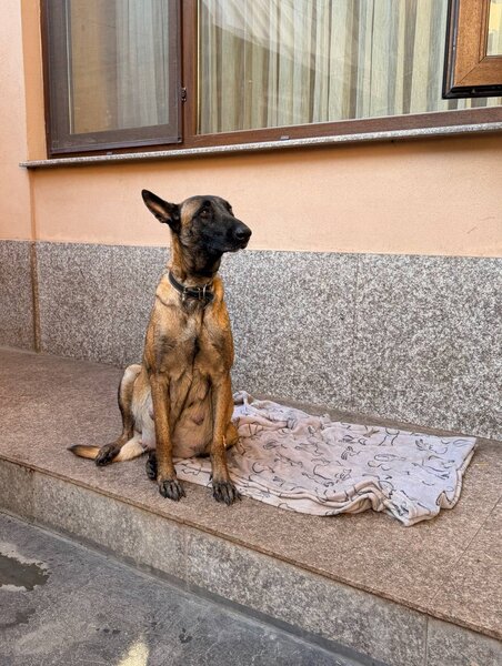 Pui Ciobanesc Belgian Malinois – rasa exceptionala