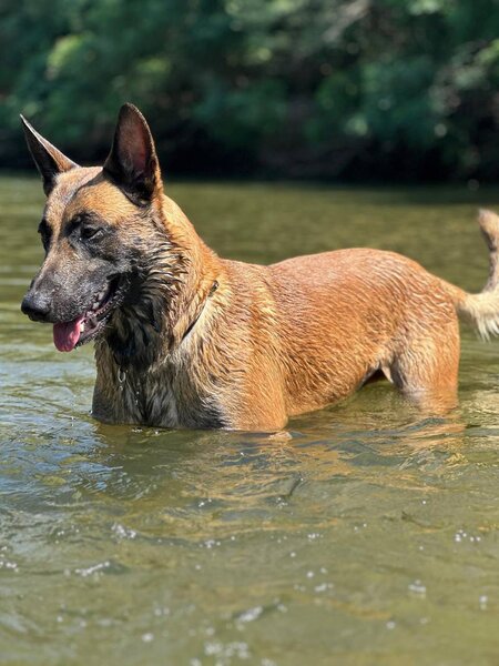 Pui Ciobanesc Belgian Malinois – rasa exceptionala