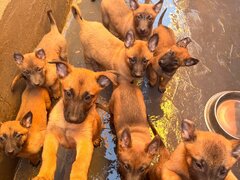 Pui Ciobanesc Belgian Malinois – rasa exceptionala