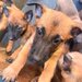 Pui Ciobanesc Belgian Malinois – rasa exceptionala