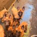 Pui Ciobanesc Belgian Malinois – rasa exceptionala