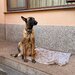 Pui Ciobanesc Belgian Malinois – rasa exceptionala