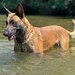 Pui Ciobanesc Belgian Malinois – rasa exceptionala